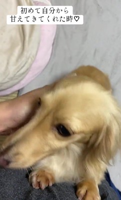 ナデナデを催促