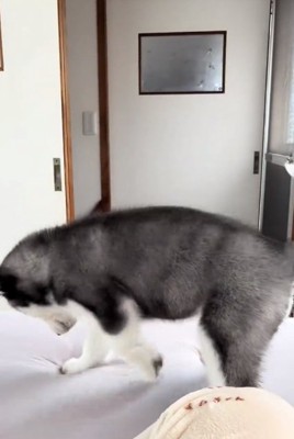 ホリホリするキラくん