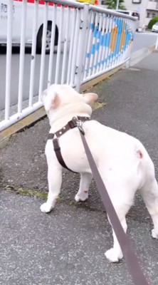 横を通り過ぎていく救急車に遠吠えする犬