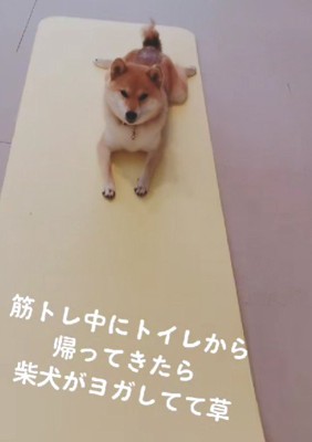 あんみつさんがヨガ！？