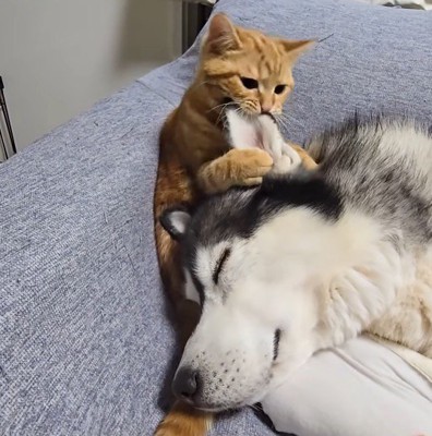 犬の耳を掴んで遊ぶ子猫