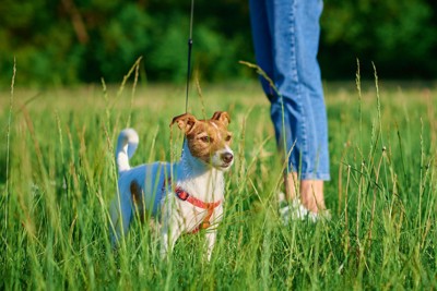 草むらの犬と女性の足