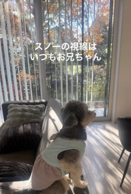 お兄ちゃんを見つめるスノーちゃん