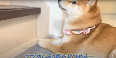 飼い主がいる2階を見つめる3女の柴犬