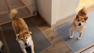 ナラちゃん&ソラくんの熱烈歓迎5