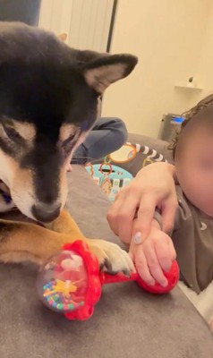 おもちゃを奪った麦ちゃん6