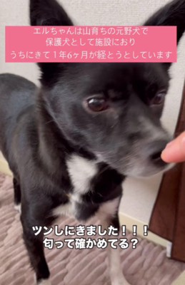 鼻でツンツンしてくれた