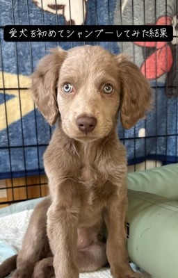 おすわりするレアちゃん