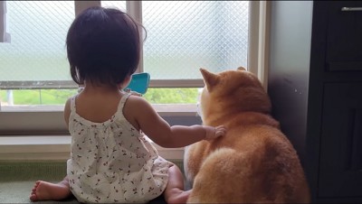 オスの柴犬の背中を叩く女の子