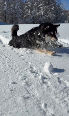 ももちゃんの雪遊び4