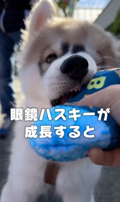 蓮くんの赤ちゃん時代と成長後の姿