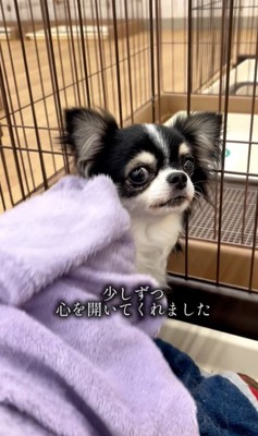 撫でられるまでに