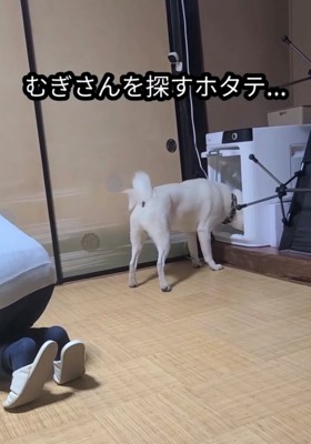 家電の前でじっと立ち止まる犬