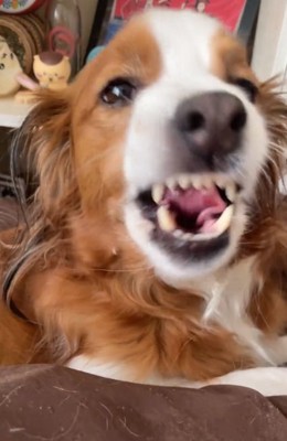 歯を見せるワンコ3