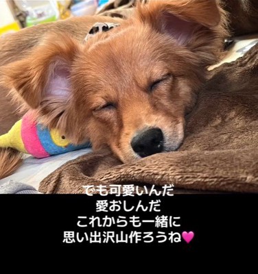 チワポメちゃんの成長⑩