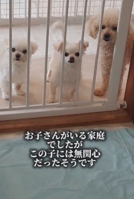 仲間もたくさんできたよ