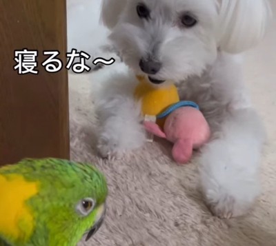 おじいちゃんと孫みたい!?