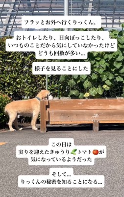 野菜を見る大型犬