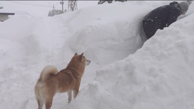 雪かきをする飼い主の背中を見守る犬