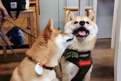 2匹の柴犬