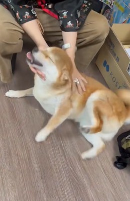 撫でてもらって目を細める柴犬
