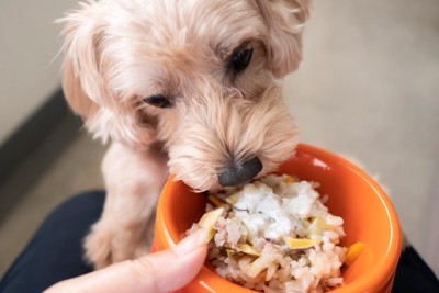 手作りご飯を食べる犬