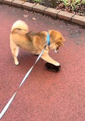 タワシを攻撃するりんちゃん