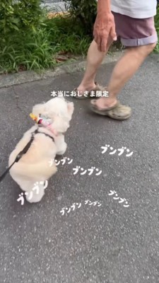 前を歩く男性のあとを追う犬