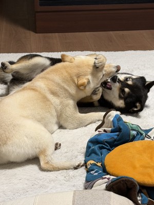 ワンプロ