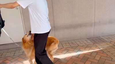 男性の隣について歩く犬