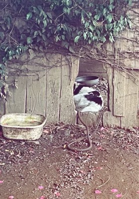 置き去りにされたツナ君