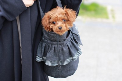 バッグにトイプードル