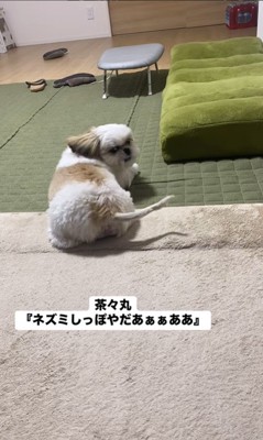 ネズミしっぽを嫌がる茶々丸ちゃん6