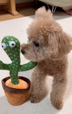 サボテンを見つめる犬