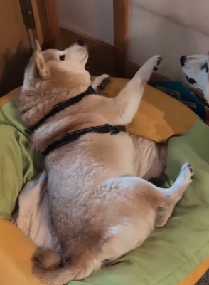 驚いて横になりながら硬直するお姉ちゃん犬