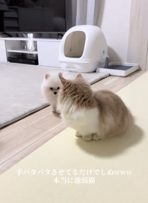 向かい合う犬と猫