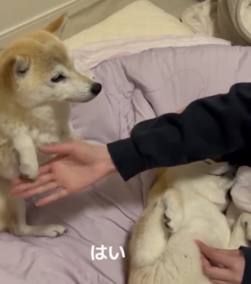 前脚を引っ込める犬