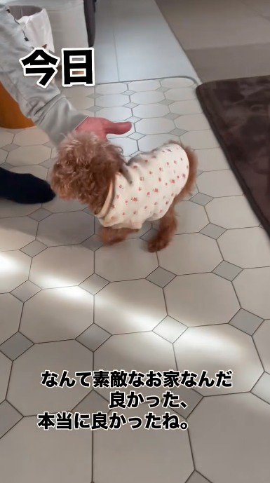 差し出された手を見つめる犬