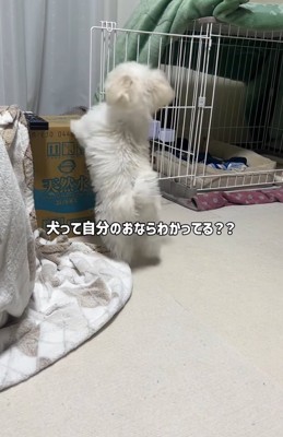 ウロウロしている小型犬