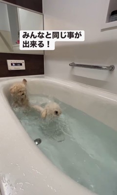 泳ぎにチャレンジするロコちゃん5