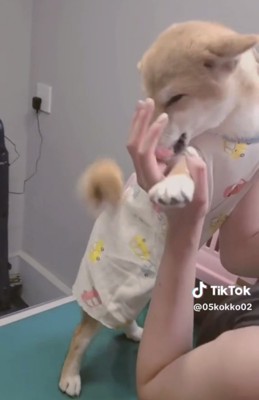 人の手をぺろりと舐める犬