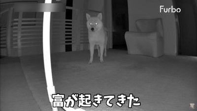 富くんが起きてきた