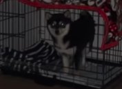 暗闇でケージから見つめてくる柴犬