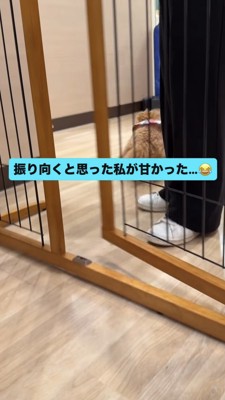 教室の中へ走っていくトイプー