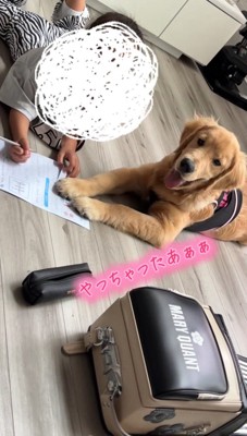 口を開けながらカメラを見つめる犬