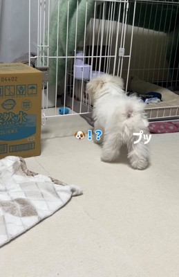 おならをする小型犬