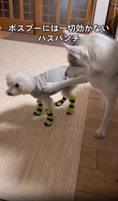 パンチする犬