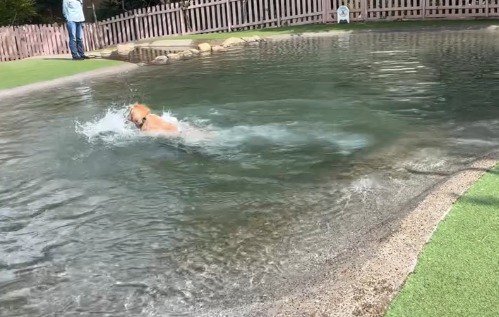 水しぶきをあげて泳ぐ犬