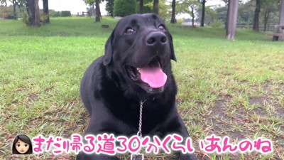 ムニくんのお散歩拒否2