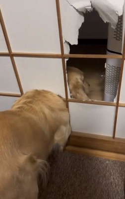 通れないステラちゃん